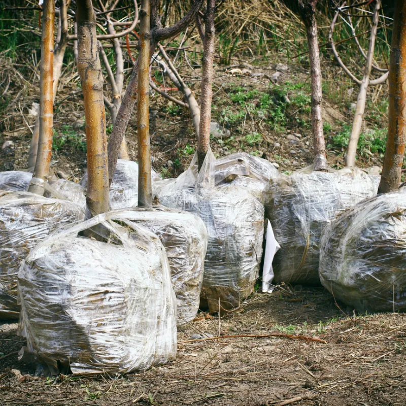 Tree Planting In Ballarat Rapid Tree Solutions